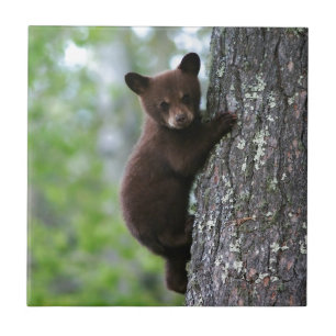 Urso Cub que escala uma árvore