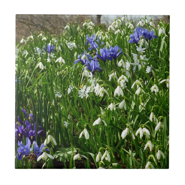 Urso da Paisagem das Flores da Primeira primavera (Frente)