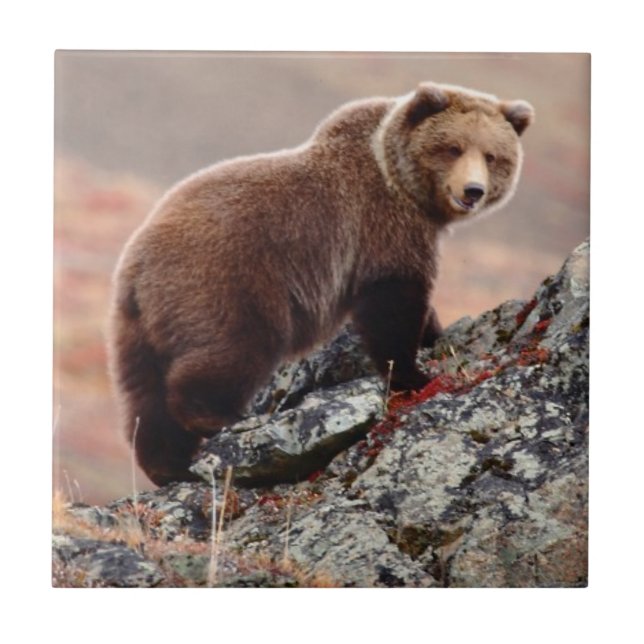 Urso de Denali Brown (Frente)