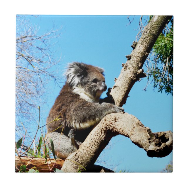 Urso De Koala Na Árvore Do Pinheiro Antigo, (Frente)