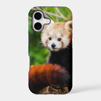 Urso de panda vermelha bonito