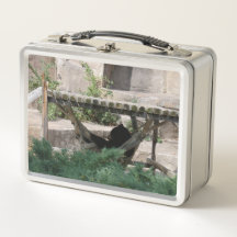 Urso de Verão preguiçoso em Hammock