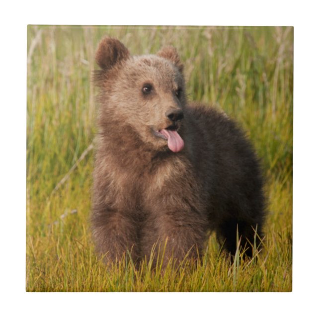 Urso engraçado do bebê das imagens | de Getty (Frente)