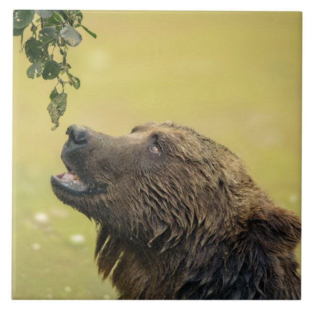 Urso Esperando Por Essas Folhas (Frente)