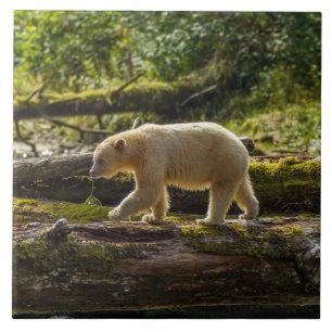 Urso Espírito Branco Caça