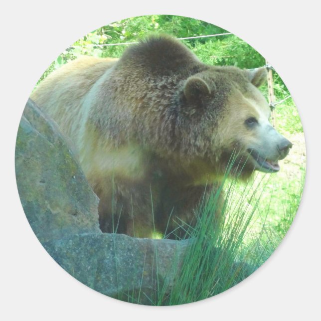 Urso Grizzly #3 Adesivos (Frente)