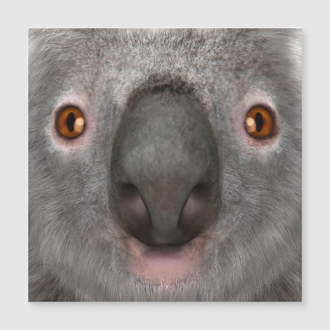 Urso Koala (Frente)