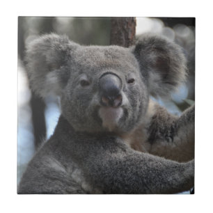 Urso Koala em árvore