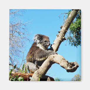 Urso Koala Na Árvore Do Pinheiro Antigo, Imã de