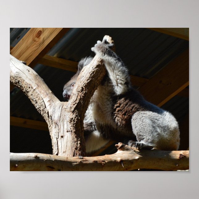 Urso Koala Na Casa Cubby, Poster (Frente)