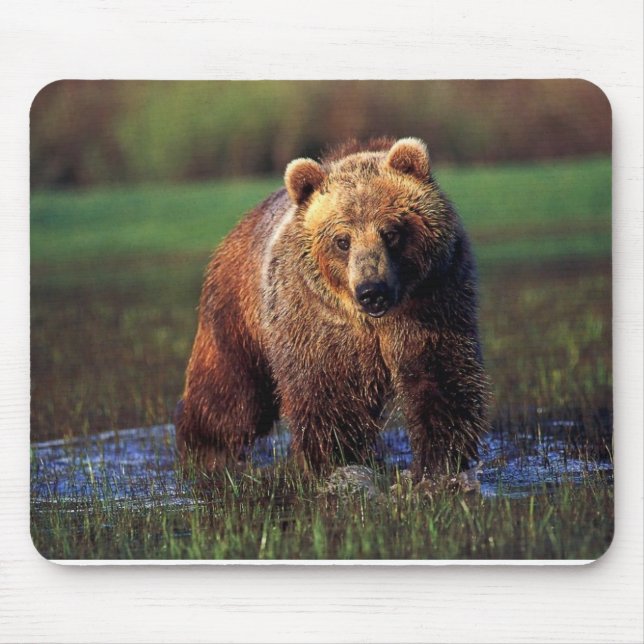 URSO NA ÁGUA MOUSEPAD (Frente)