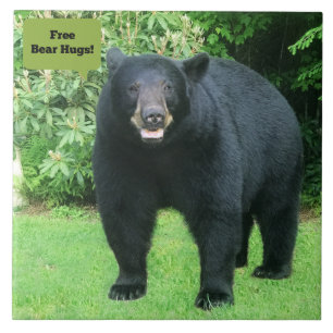 Urso Negro - "Abraço de Urso Livre-Cubby do Urso N