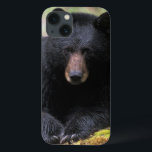 Urso negro em um antigo tronco de crescimento no<br><div class="desc">COPYRIGHT Steve Kazlowski / DanitaDelimont.com | US48 SKA0017.jpg | Urso negro num antigo tronco de crescimento na floresta tropical,  Olimpiadas NP,  Península Olimpiadas,  Washington</div>