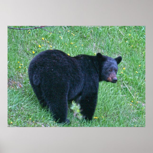 Urso Negro varrendo Poster (Frente)