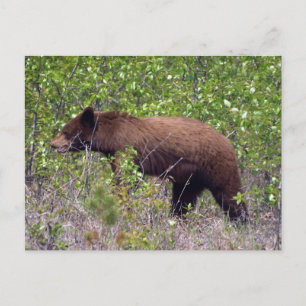 Urso Negro Vida Selvagem Cartão Postal da Vida Sel