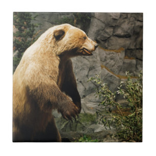 Urso orgulhoso