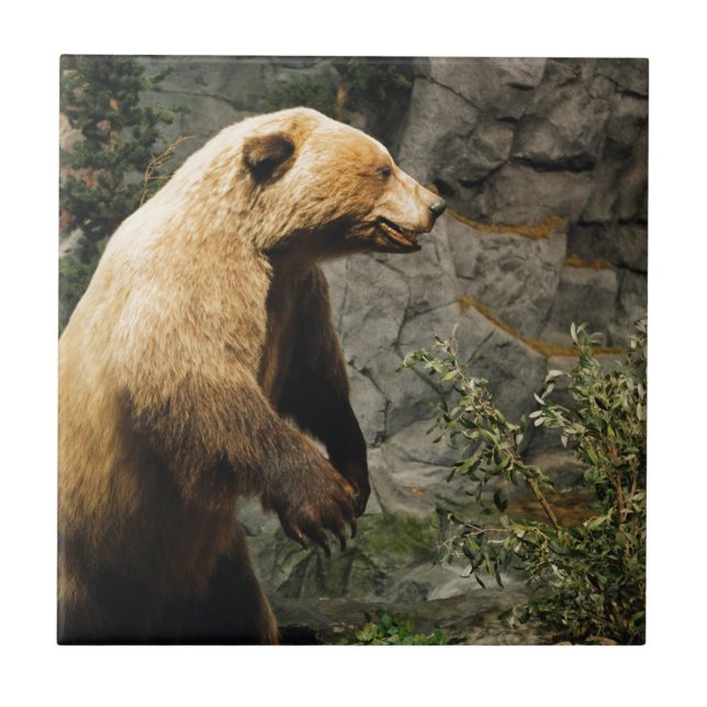 Urso orgulhoso (Frente)
