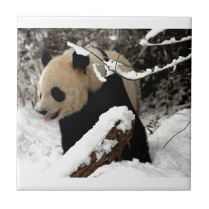 Urso Panda