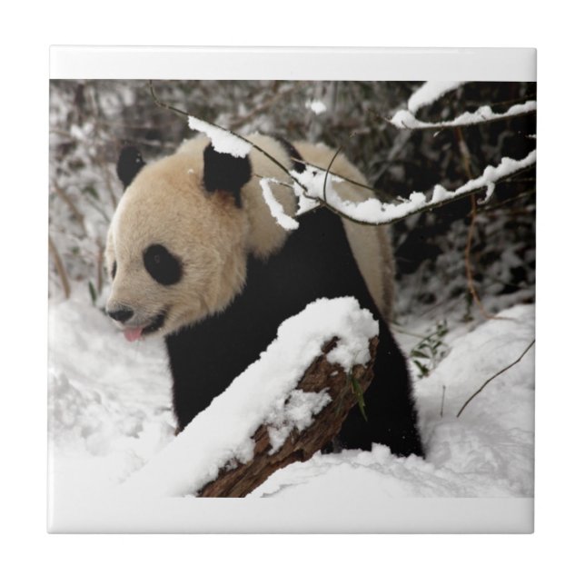 Urso Panda (Frente)