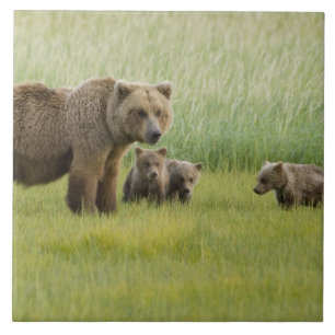 Urso Pardo do Alasca Fêmea e três Filhotes, Ursus