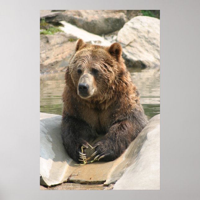 urso pardo grande poster 2 (Frente)