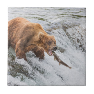 Urso Pardo Pega Salmão Vermelho