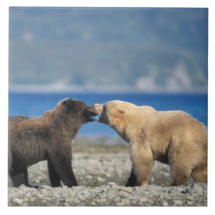 Urso pardo, urso cinzento, brincam na praia,
