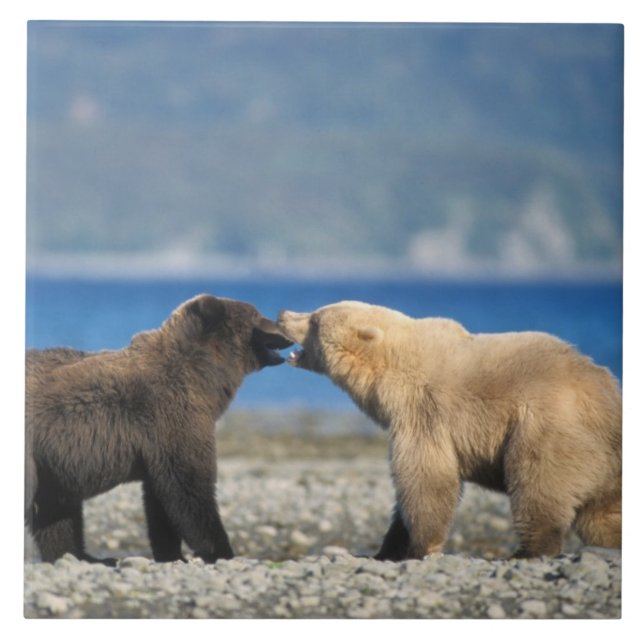 Urso pardo, urso cinzento, brincam na praia, (Frente)