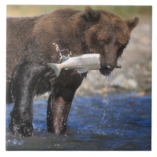 Urso pardo, urso cinzento, com captura de salmão,