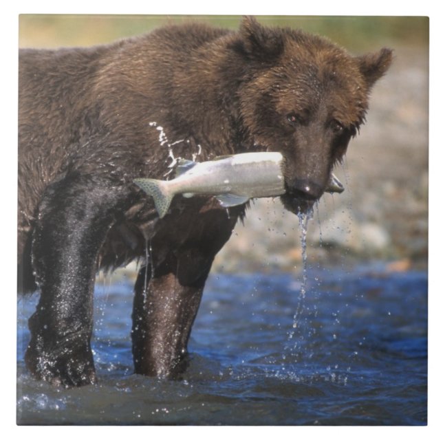 Urso pardo, urso cinzento, com captura de salmão, (Frente)
