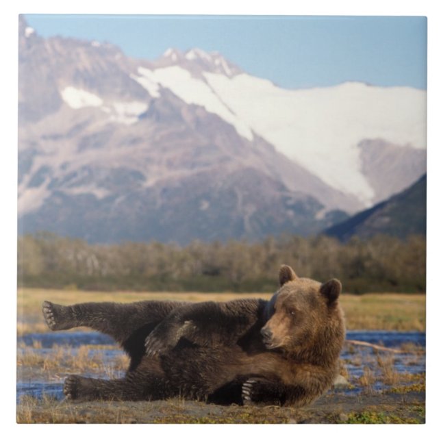 Urso pardo, urso cinzento esticando-se de costas (Frente)