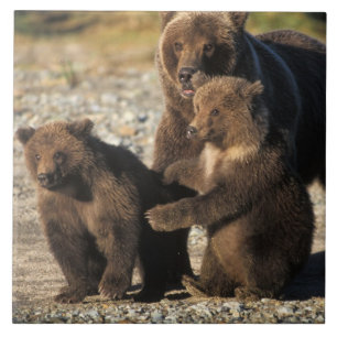 Urso pardo, urso cinzento, porca com filhotes na c