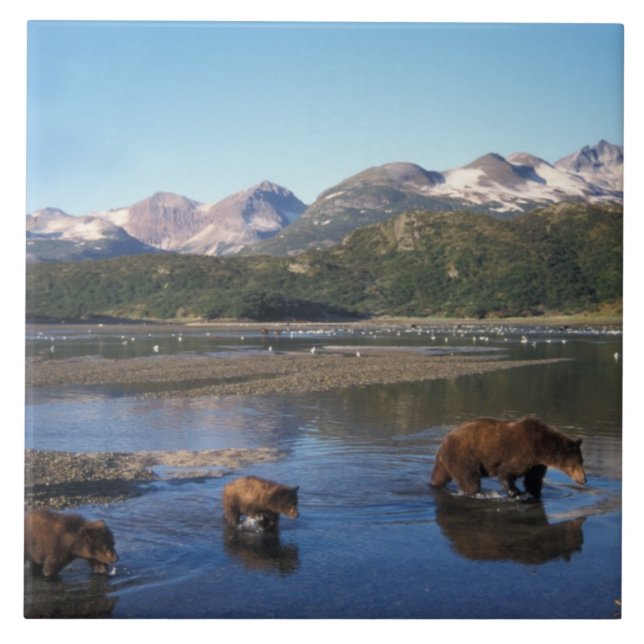 Urso pardo, urso cinzento, porca e filhotes em (Frente)