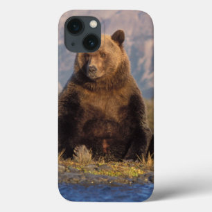 urso pardo, Ursus arctos, urso cinzento, Ursus