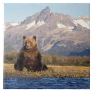 urso pardo, Ursus arctos, urso cinzento, Ursus