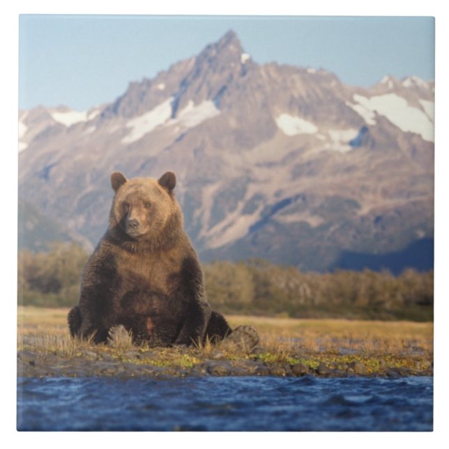 urso pardo, Ursus arctos, urso cinzento, Ursus (Frente)