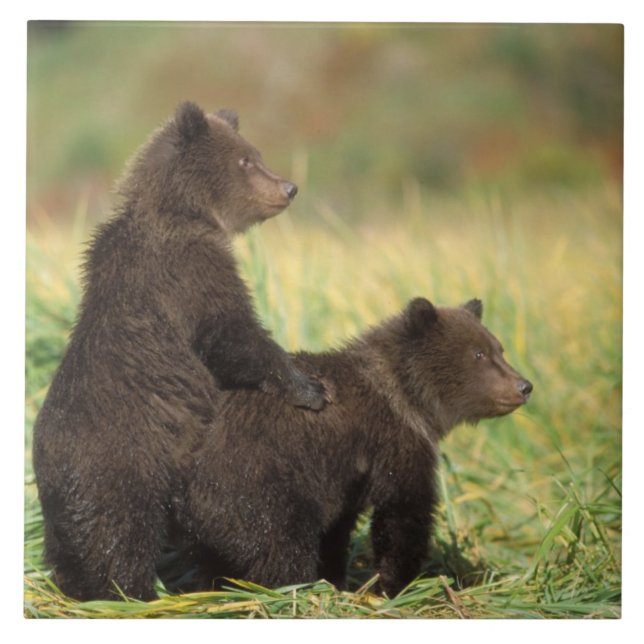 urso pardo, Ursus arctos, urso cinzento, Ursus 2 (Frente)
