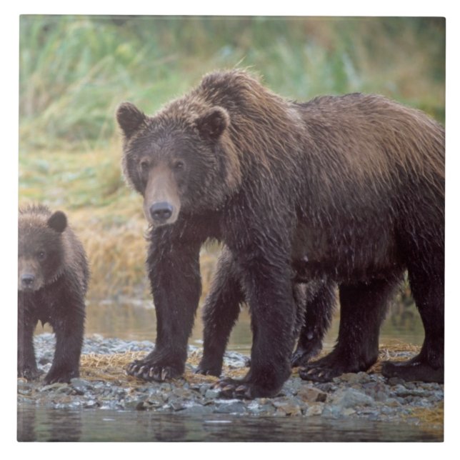 urso pardo, Ursus arctos, urso cinzento, Ursus 3 (Frente)