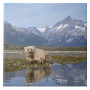 urso pardo, Ursus arctos, urso cinzento, Ursus 4
