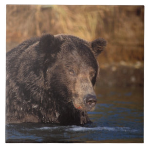 urso pardo, Ursus arctos, urso cinzento, Ursus 5