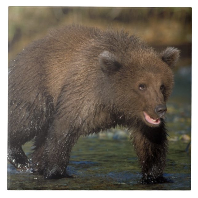 urso pardo, Ursus arctos, urso cinzento, Ursus 6 (Frente)