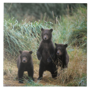 urso pardo, Ursus arctos, urso cinzento, Ursus 7