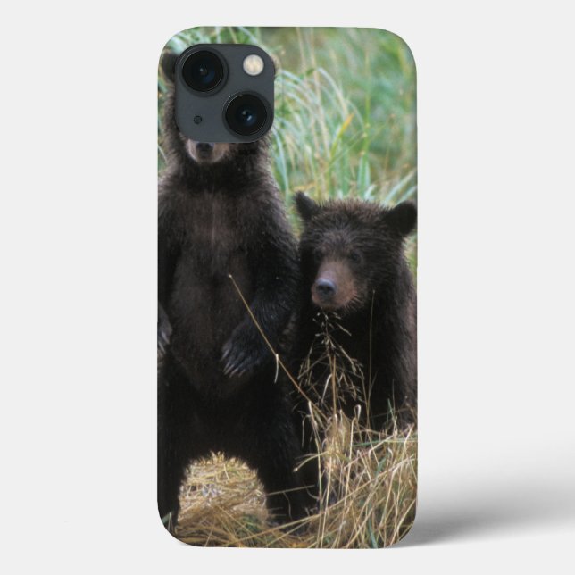 urso pardo, Ursus arctos, urso cinzento, Ursus 7 2 (Verso)