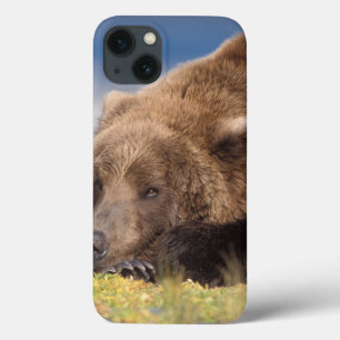 urso pardo, Ursus arctos, urso cinzento, Ursus 8