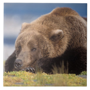 urso pardo, Ursus arctos, urso cinzento, Ursus 8