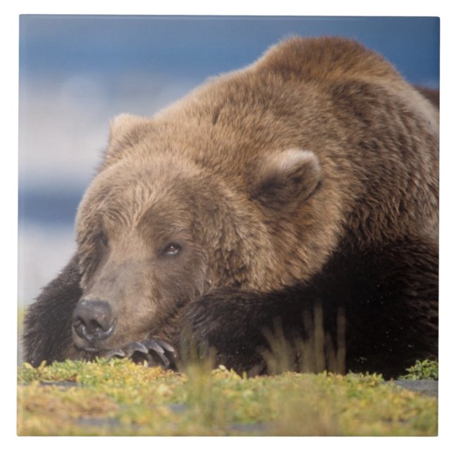 urso pardo, Ursus arctos, urso cinzento, Ursus 8 (Frente)