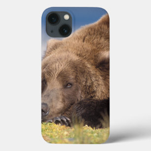 urso pardo, Ursus arctos, urso cinzento, Ursus 8