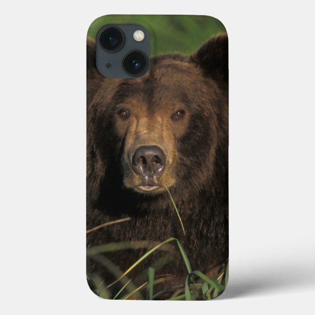 urso pardo, Ursus arctos, urso cinzento, Ursus 9 (Verso)
