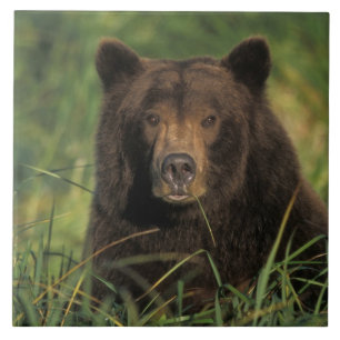urso pardo, Ursus arctos, urso cinzento, Ursus 9
