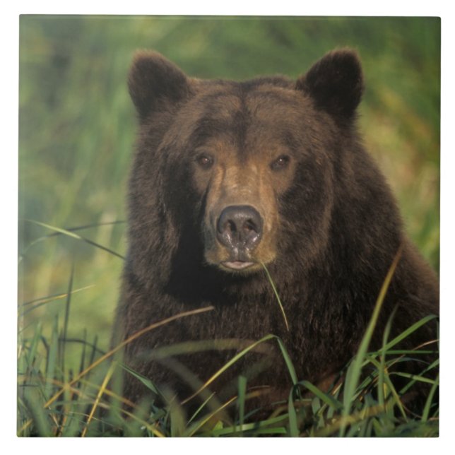 urso pardo, Ursus arctos, urso cinzento, Ursus 9 (Frente)